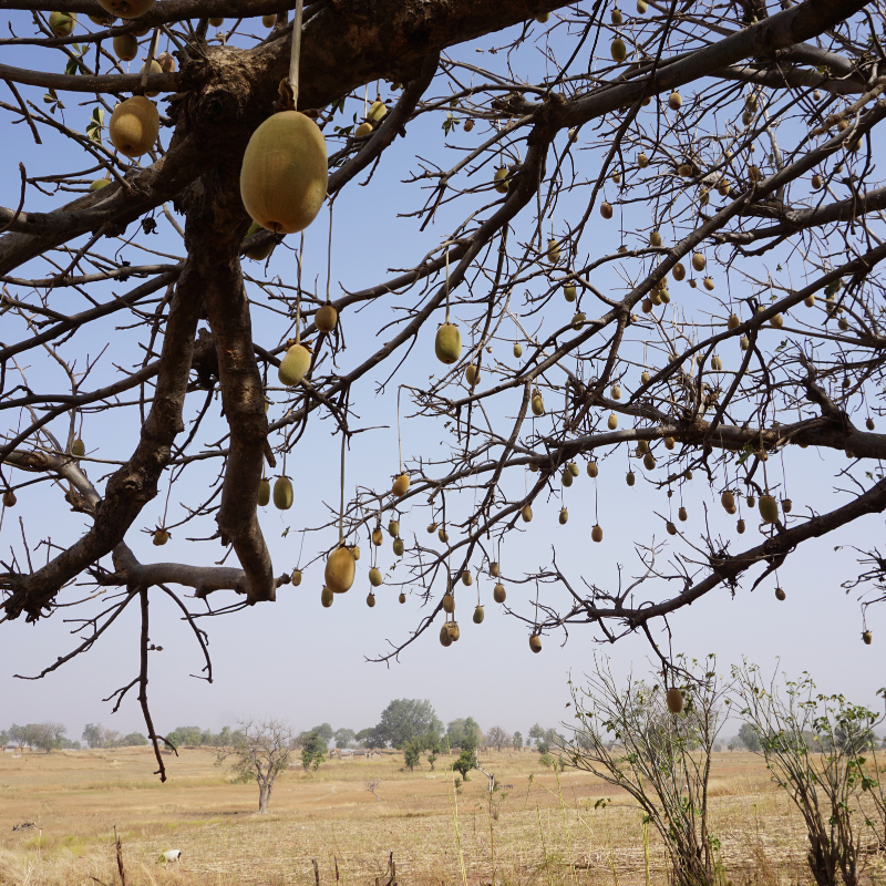 Why Everyone’s Falling in Love with Baobab Oil (Including Monkeys!)