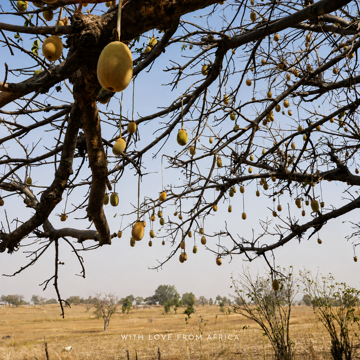 The Baobab Tree: Africa's Tree of Life and Why Every Part Is Used