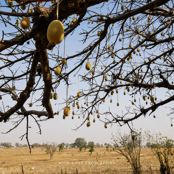 Le baobab : l'arbre de vie africain et pourquoi chaque partie sert