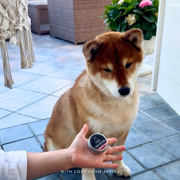 Is Shea Butter Safe for Cats and Dogs?