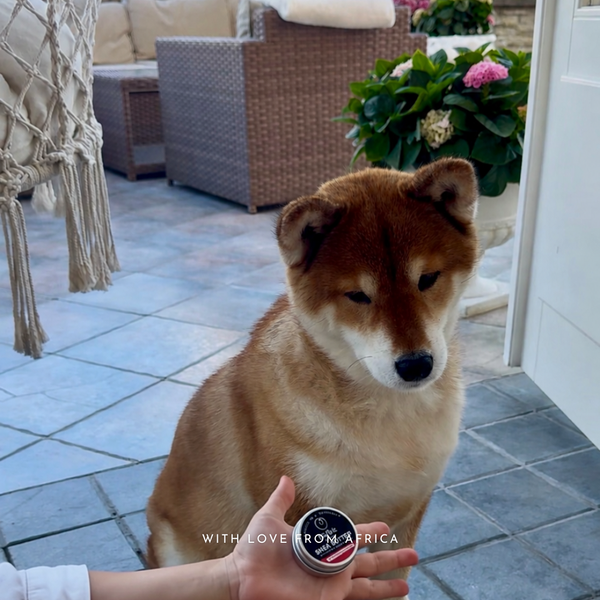 Is Shea Butter Safe for Cats and Dogs?