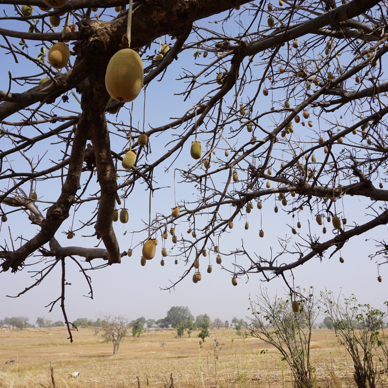 Baobab fruit pods growing on a Baobab tree in Africa.