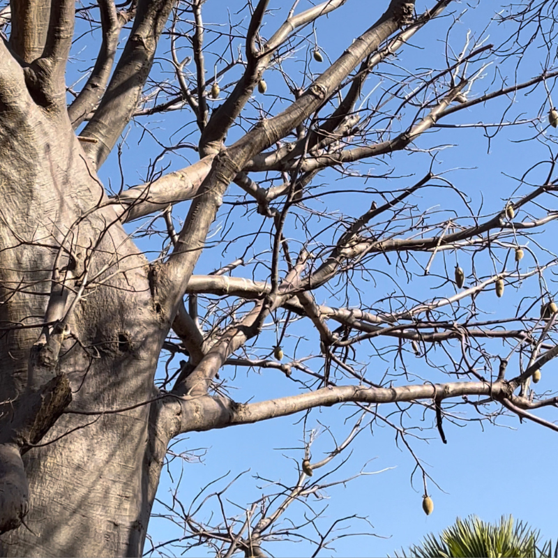 A Baobab tree in the African landscape.