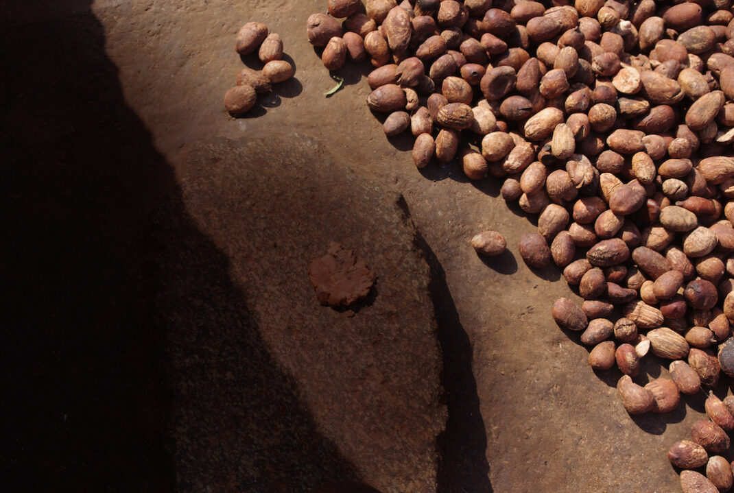 Shea nuts drying in the sun in northern Ghana