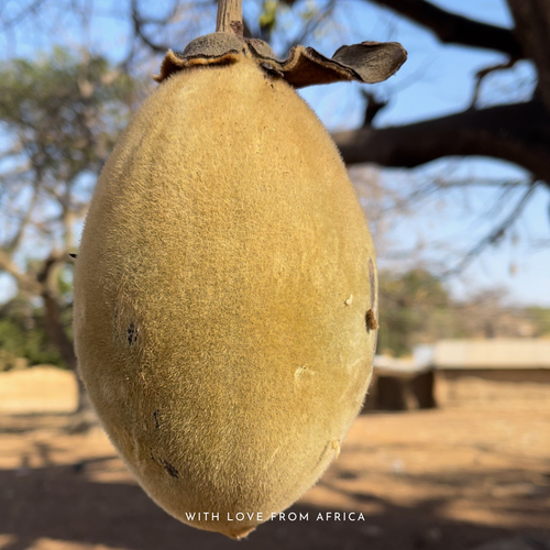 A baobab fruit pod hanging from its tree in Northern Ghana
