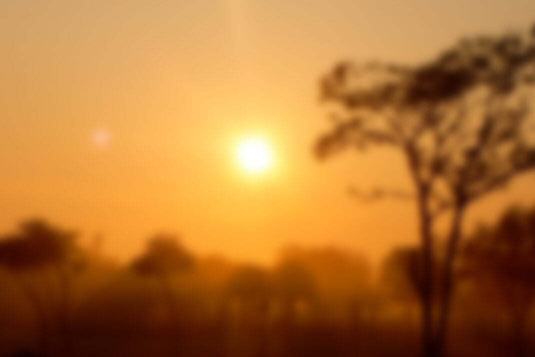 The land where the wild Karite trees grow in northern Ghana